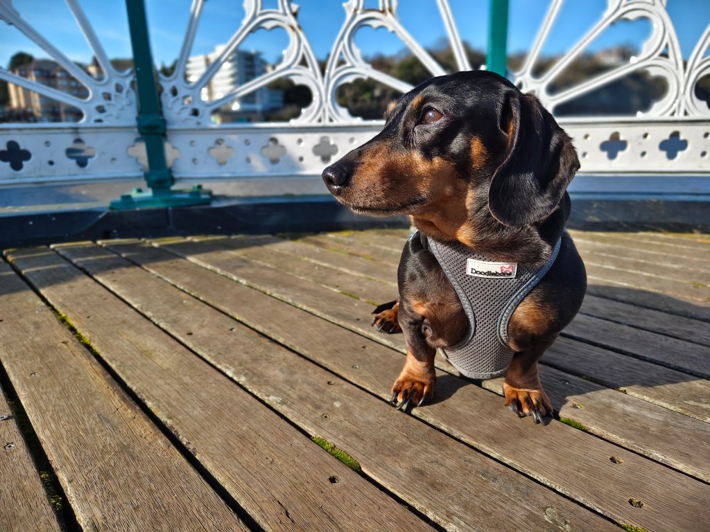 picture of a dog