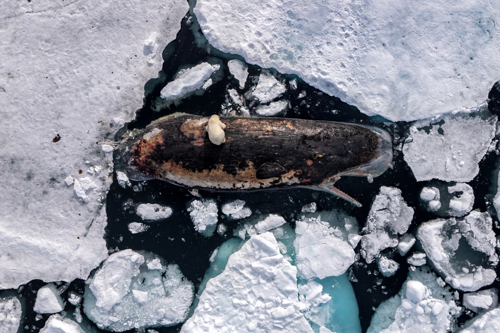 A female polar bear feeds on a sperm whale carcass in the polar pack ice north of the Norwegian archipelago, Svalbard. 82° North, International Waters, 8 July 2025.