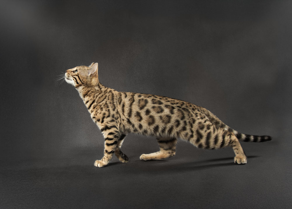 Amanda Glasspell cat phtoos