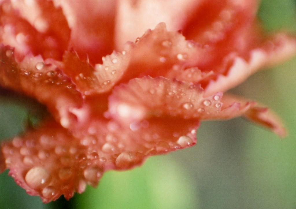 Even when working close-up, the EOS 3’s autofocus system rarely misses a beat  