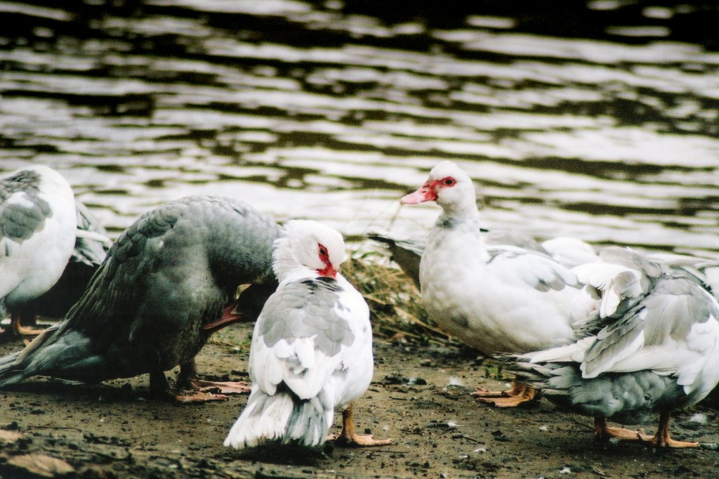 AI servo continuous focus performs well and managed to hold focus on the front bird’s eye 