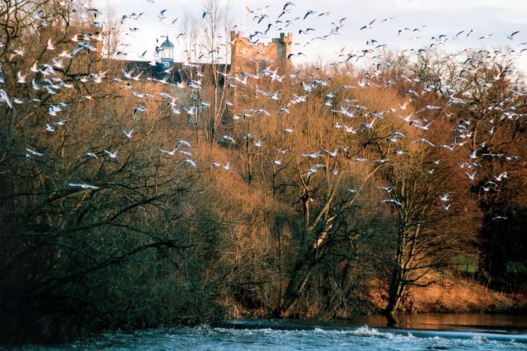 The camera can automatically recognise the film speed between settings of ISO 6 to ISO 6400 