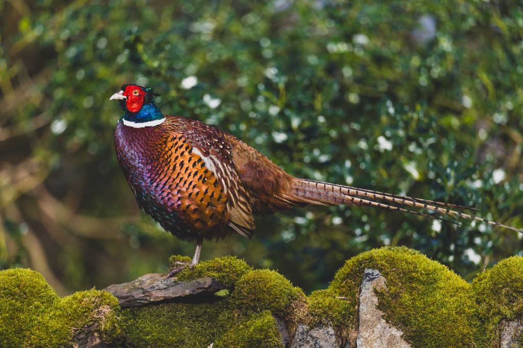 Canon EOS R5II