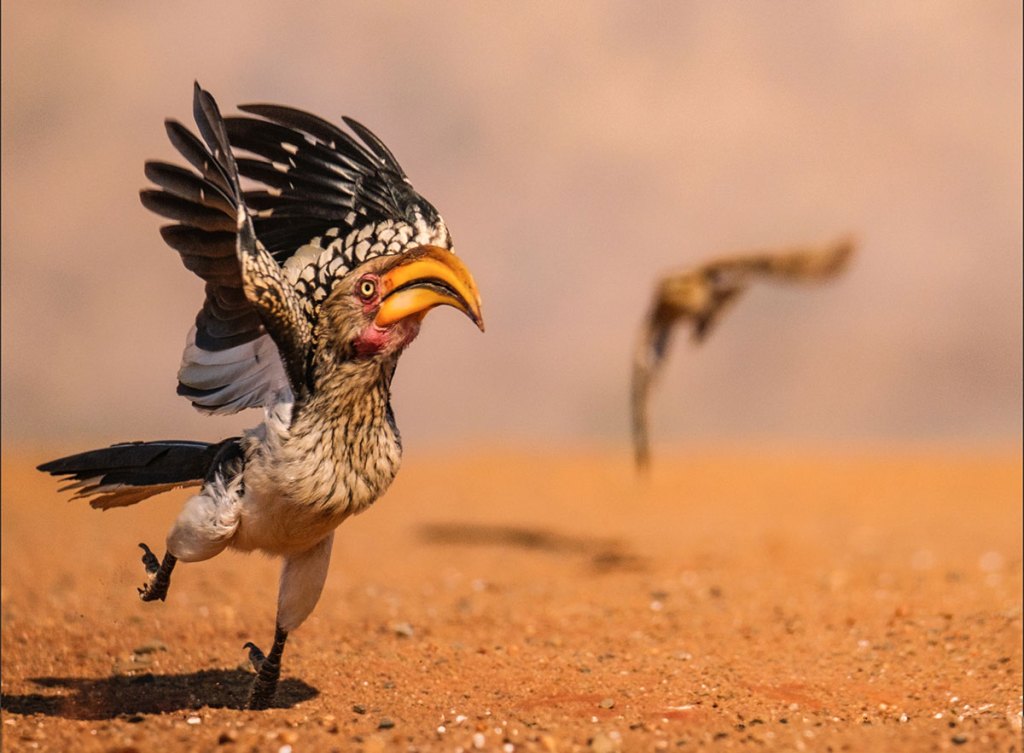hornbill portrait