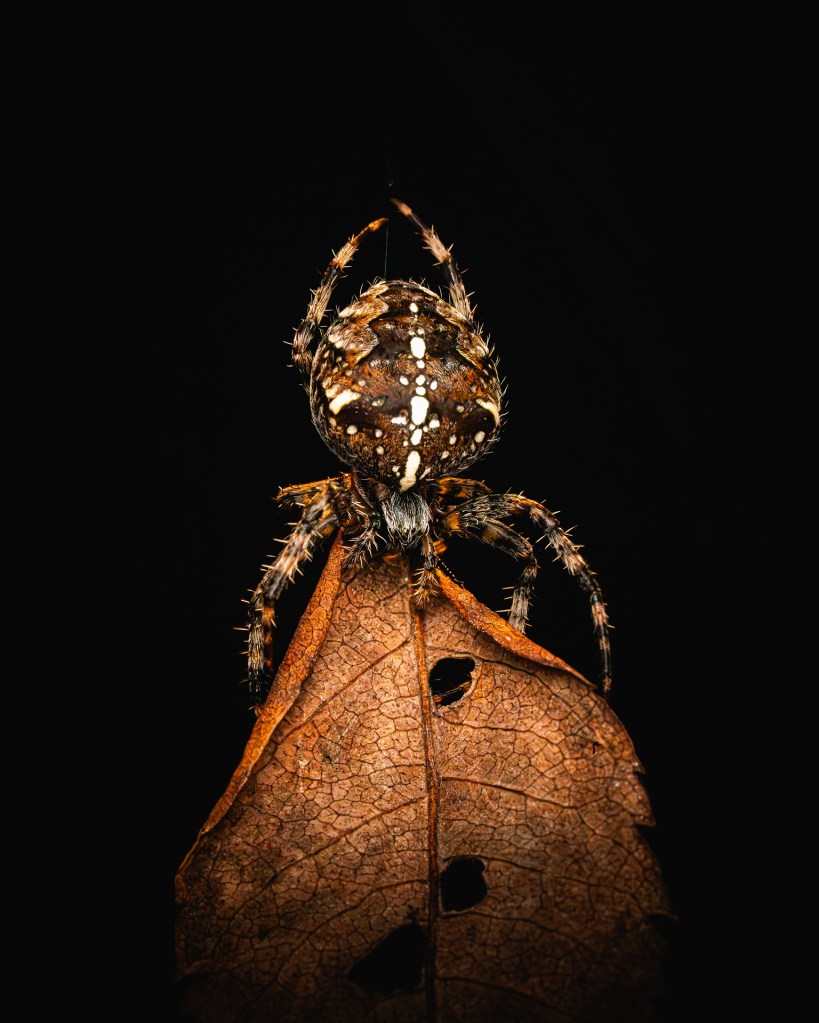 leaf eater spider on a leaf close-up