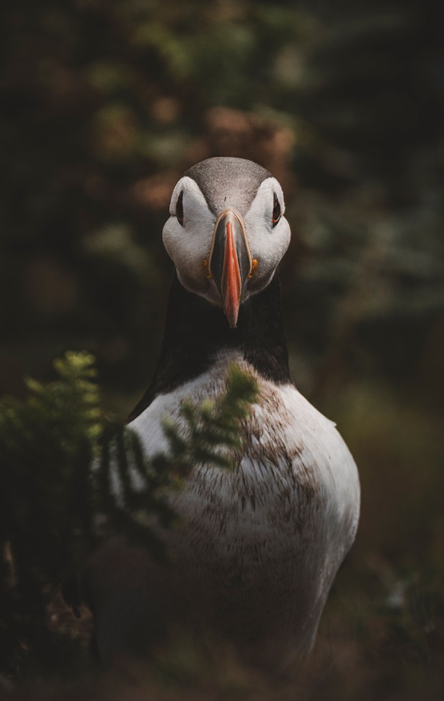 portrait of a puffin