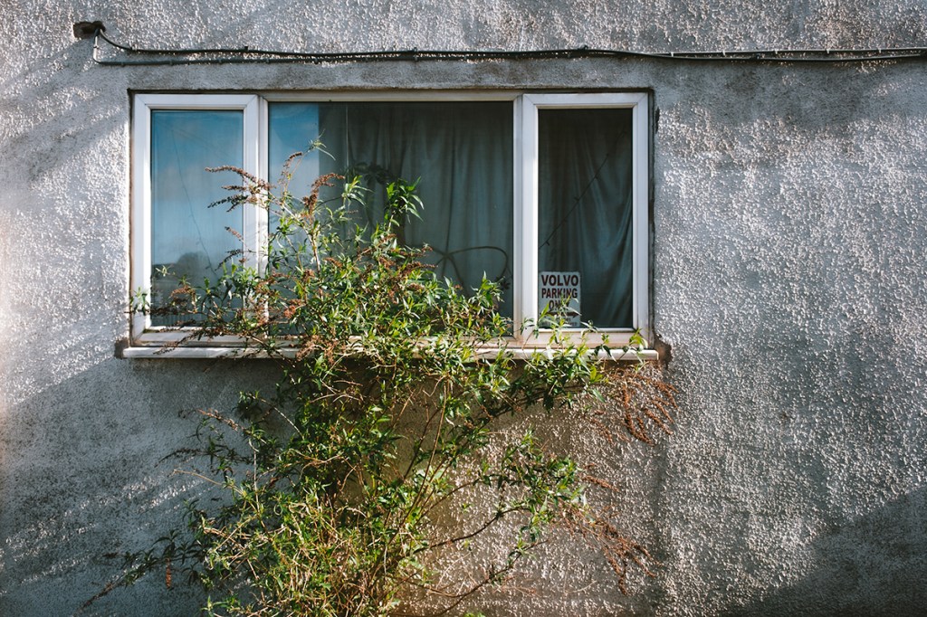window of a house with a thin bush infront of it