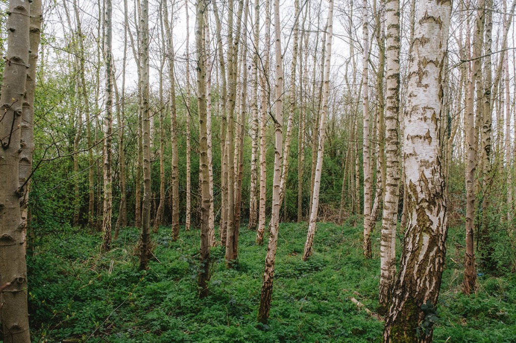 photo of beech trees