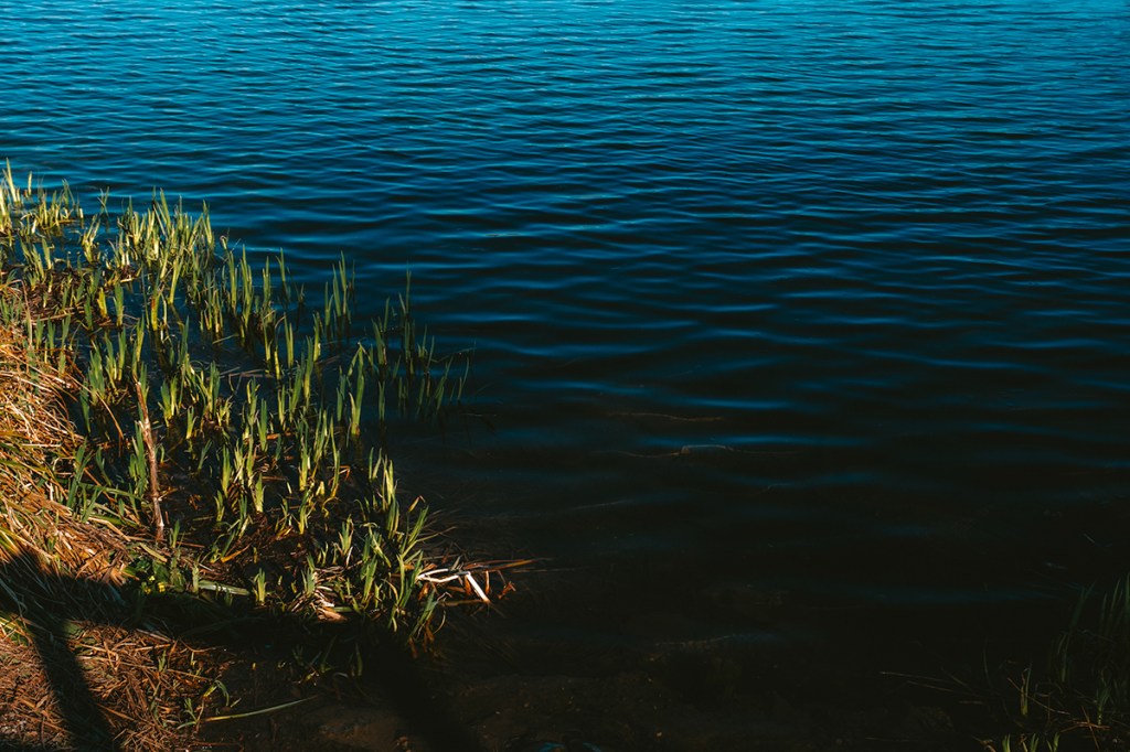 close-up of reeds next to water