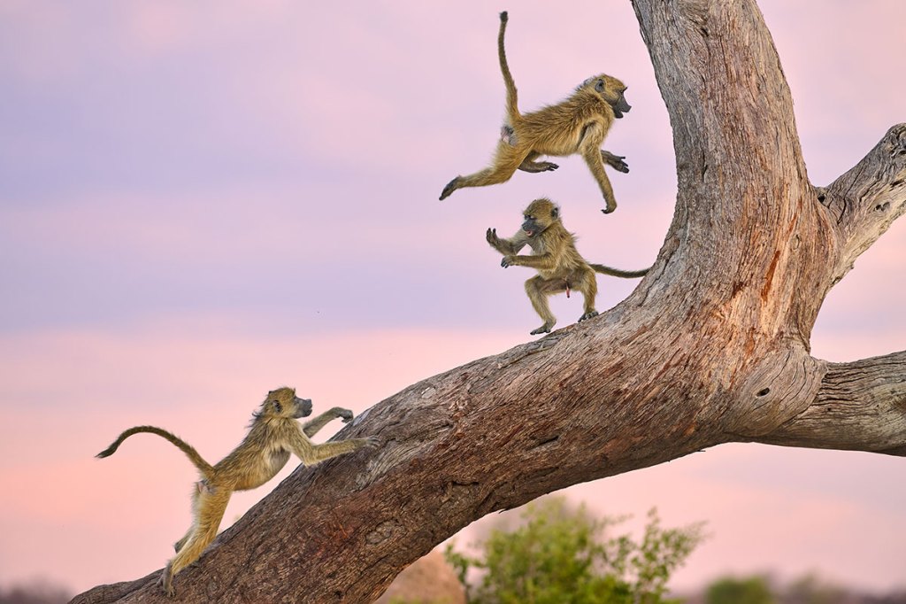 monkey's playing in a tree