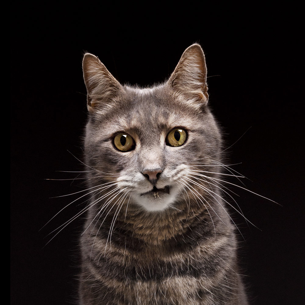 Amanda Glasspell cat photography