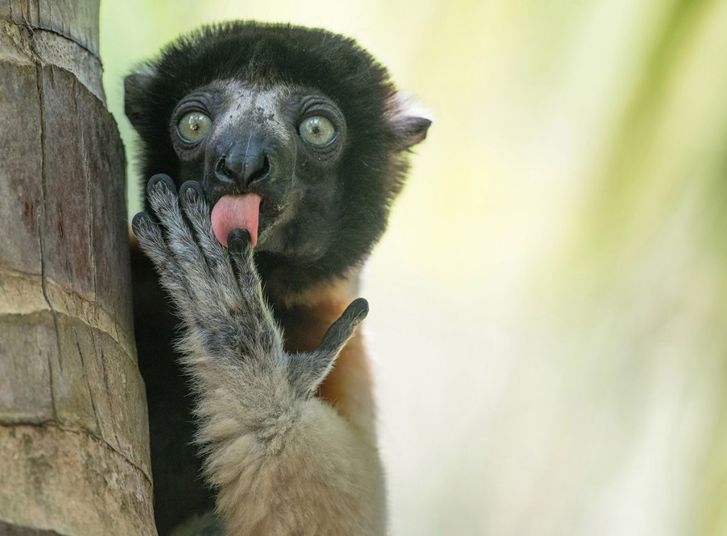 close up portrait of monkey licking its finger