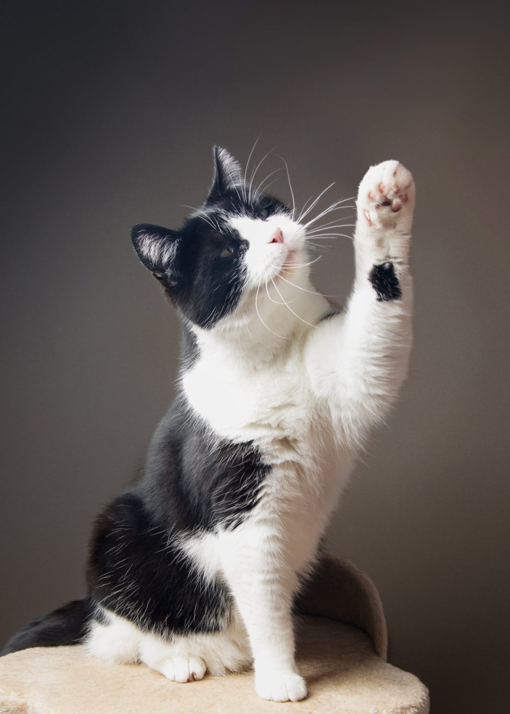 Amanda Glasspell cat photography