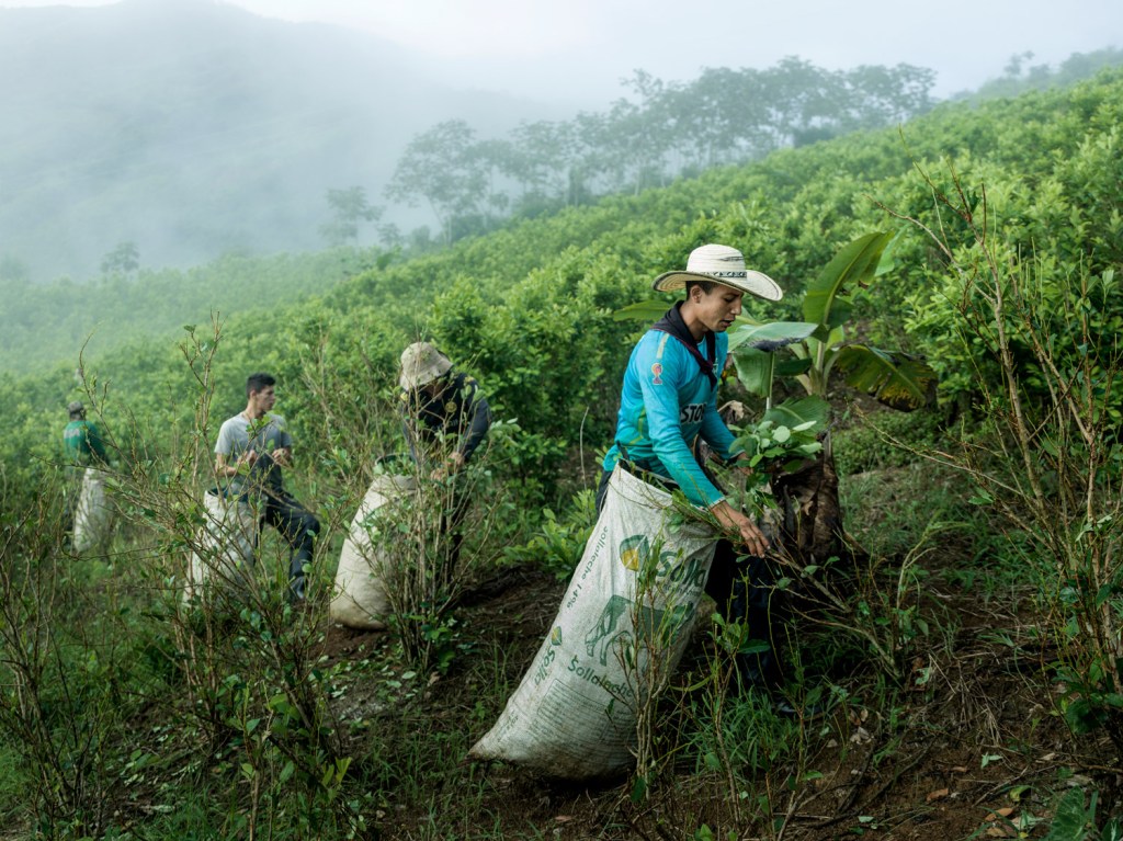 Nineteen-year-old Ariel Albeiro Muñoz, collecting coca leaves near the village of Pueblo Nuevo, Colombia, 2026. Image Credit: Mads Nissen