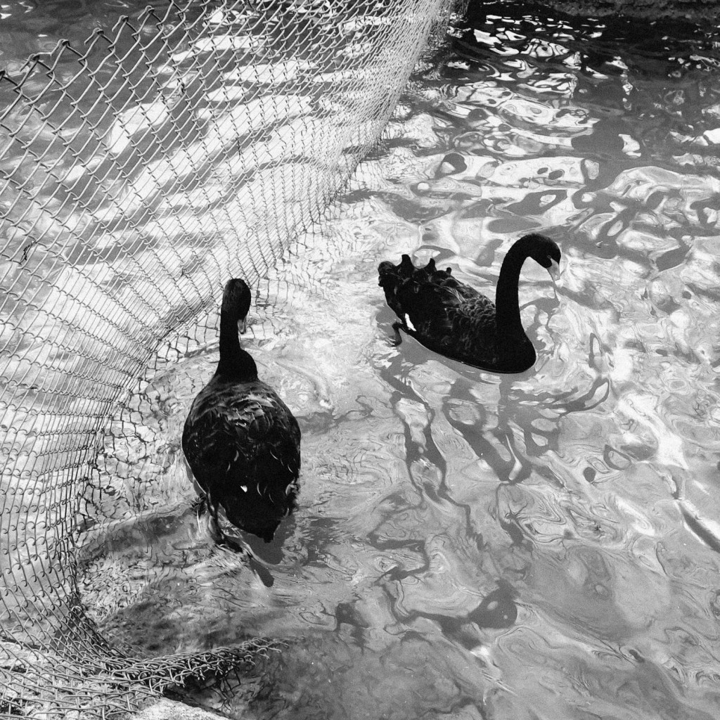 OptocamZero - Image Doruk Kumkumoğlu