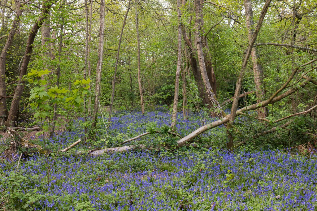 Panasonic Lumix TZ300 bluebell woods sample image.
