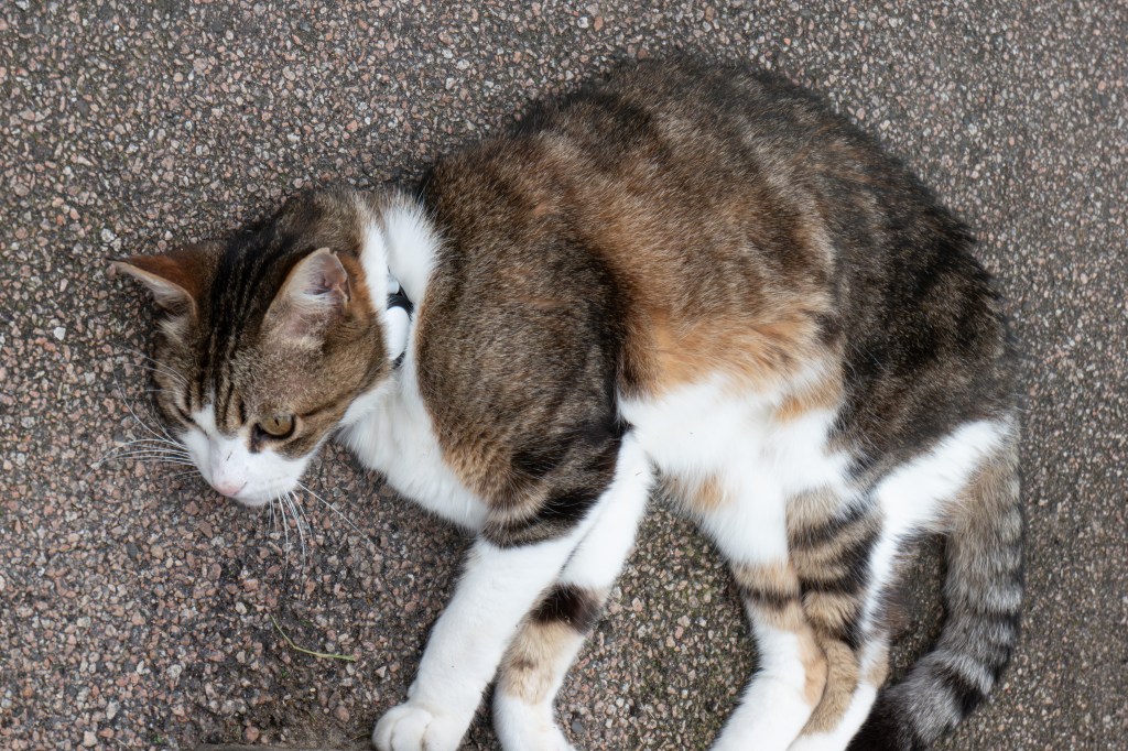 Panasonic Lumix TZ300 street cat sample image