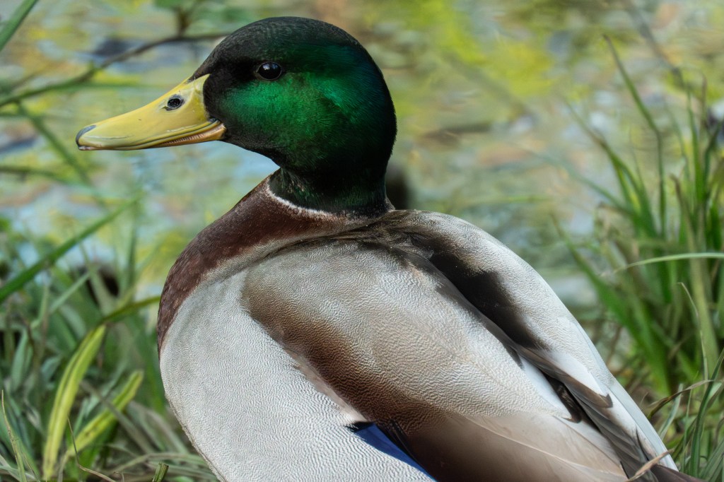 Panasonic Lumix TZ300 mallard duck sample image. 