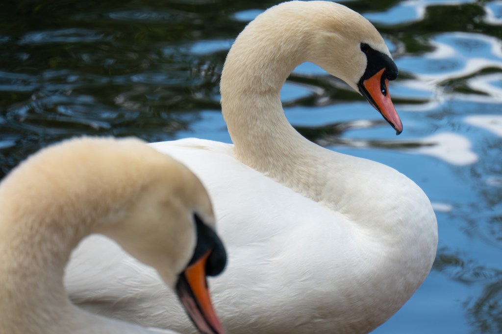 Panasonic Lumix TZ300 swans sample image.