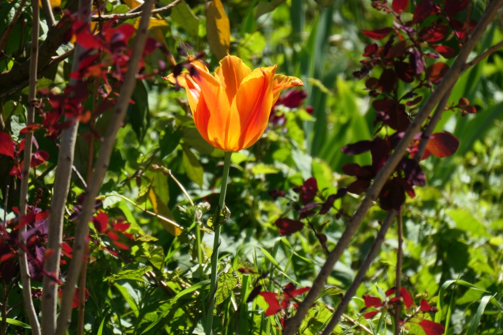 Panasonic Lumix TZ300 tulip sample image