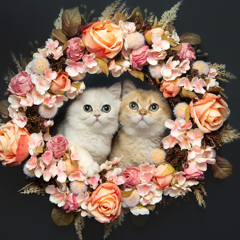 Amanda Glasspell cat photography