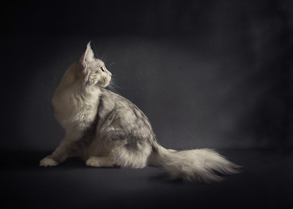 Amanda Glasspell cat photography