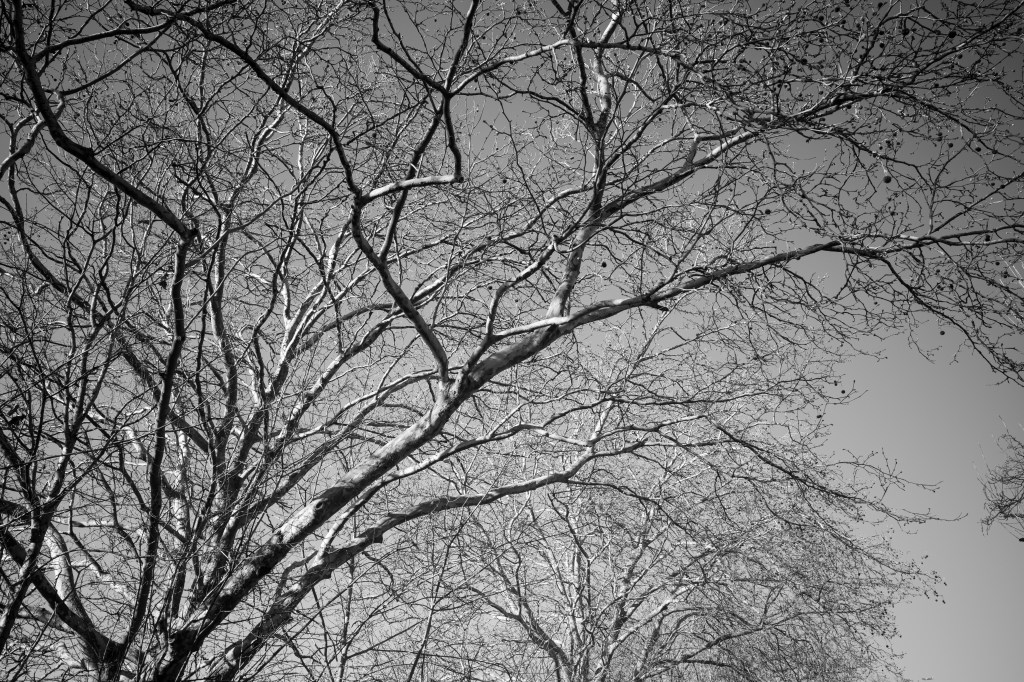 Ricoh GR IV Monochrome sample image: tree.