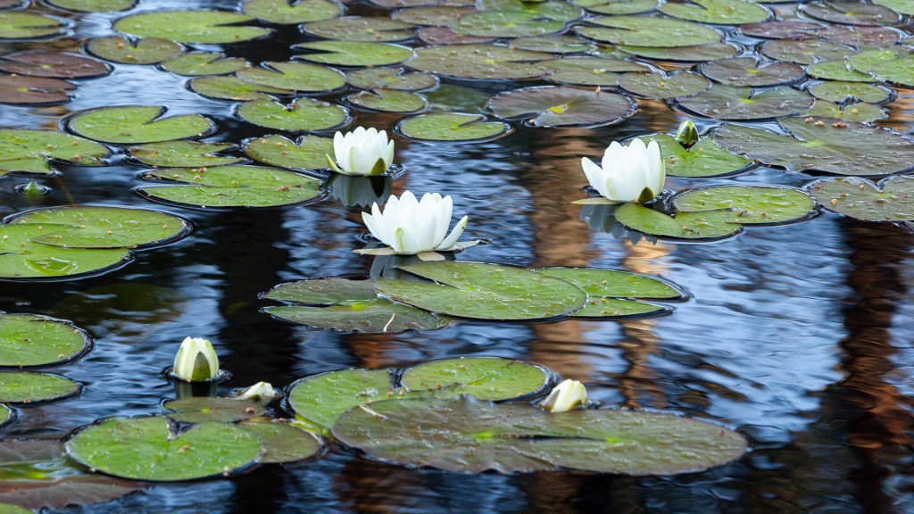 photo of water lillies