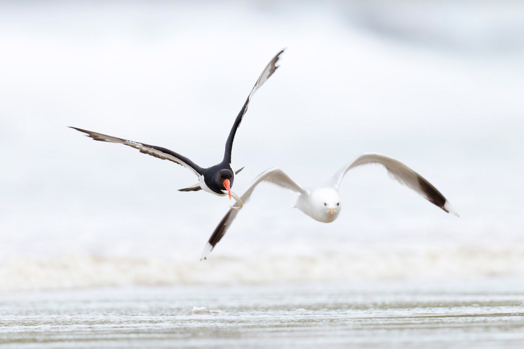oyster catcher chasing a seagull in the air