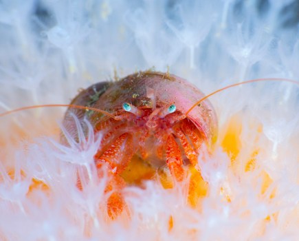 hermit crab close-up portrait