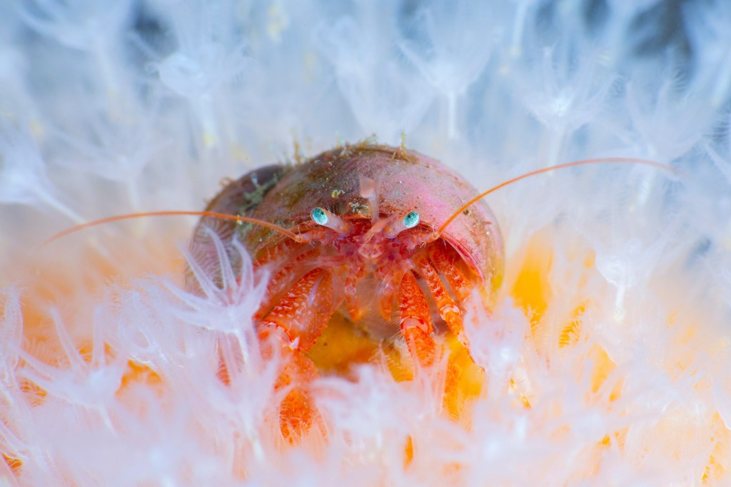 hermit crab close-up portrait