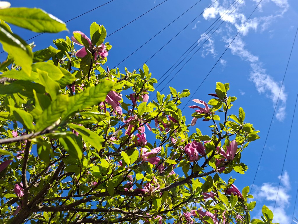 Samsung Galaxy A57 main camera - bold colour. Photo Joshua Waller