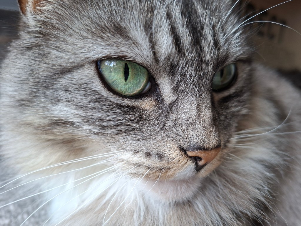 Samsung Galaxy A57 main camera - close-up. Photo Joshua Waller