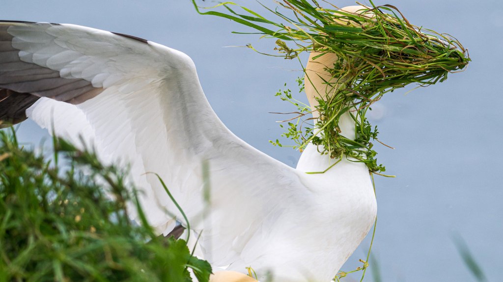 gannet windswept with grass in its face
