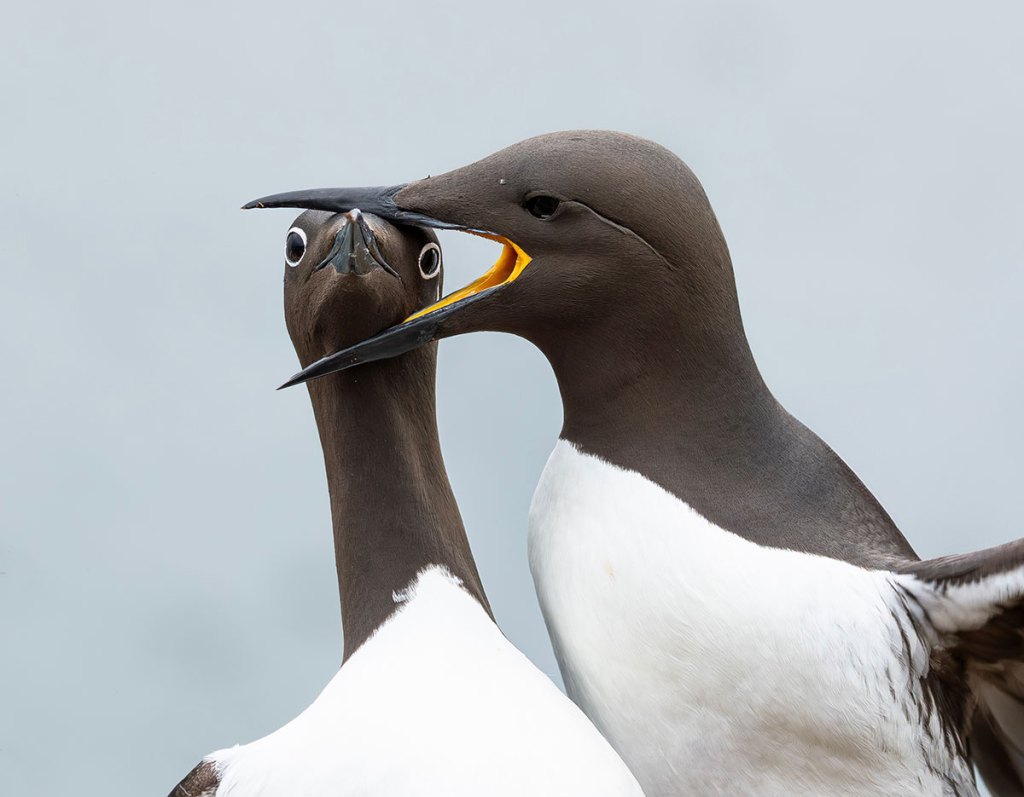 bird with another birds beak in a headlock