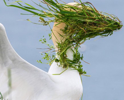 gannet windswept with grass in its face