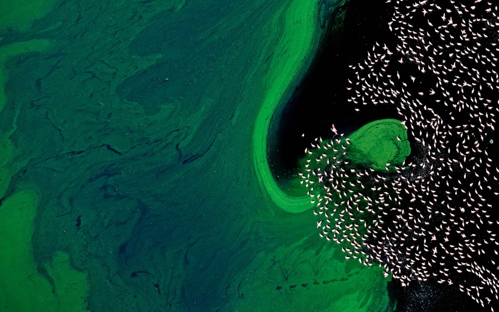 Flamingos and cyanobacteria over Lake Logipi, Rift Valley Province, ­ Kenya