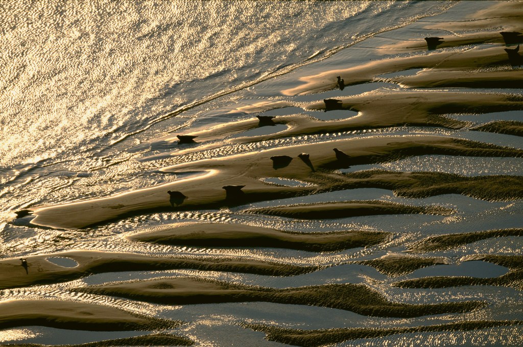 Seal calves in the Baie de Somme, Somme department, France