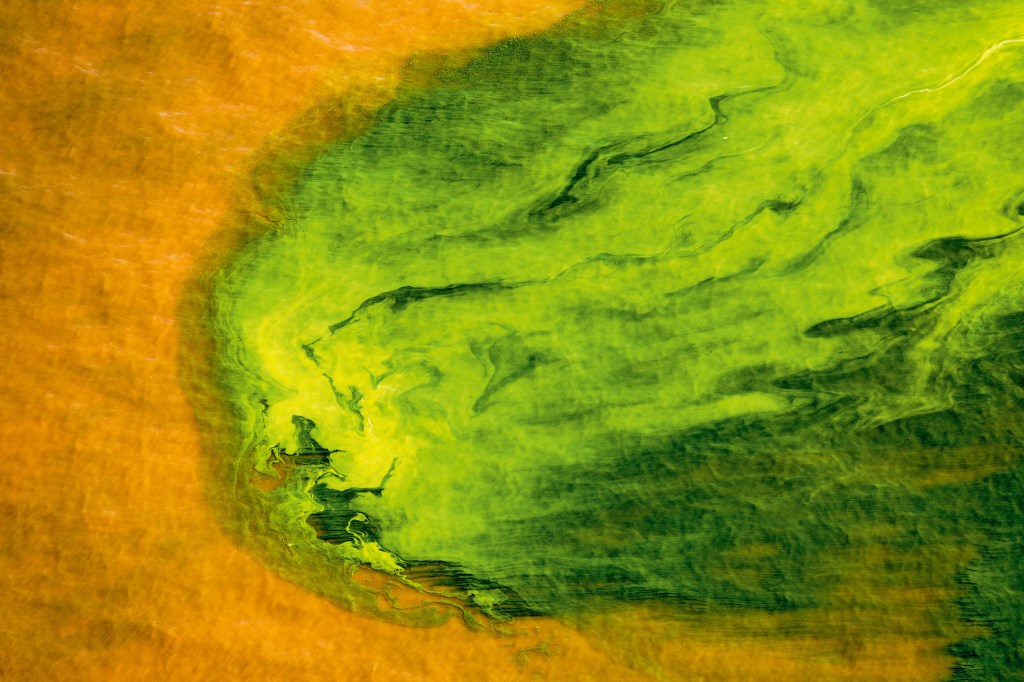 Two colors of seaweed in the ­ waters of Lake Turkana, Rift Valley, ­ Kenya