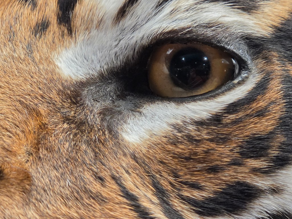 A close-up of the eye of a stuffed tiger