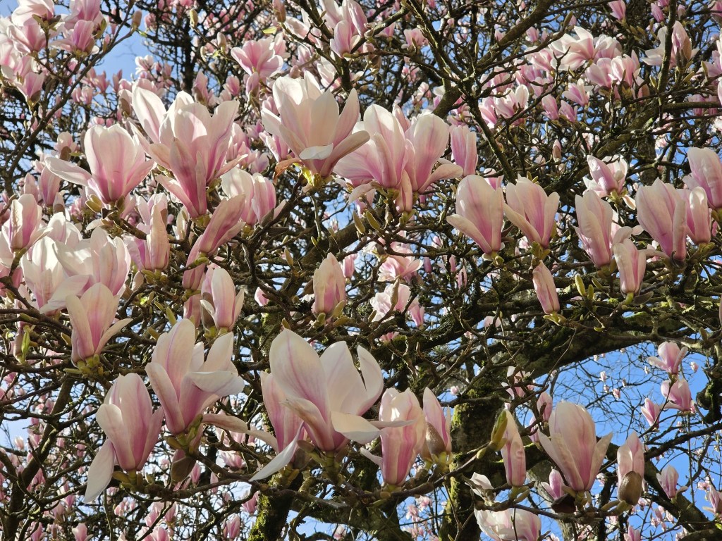 A magnolia tree