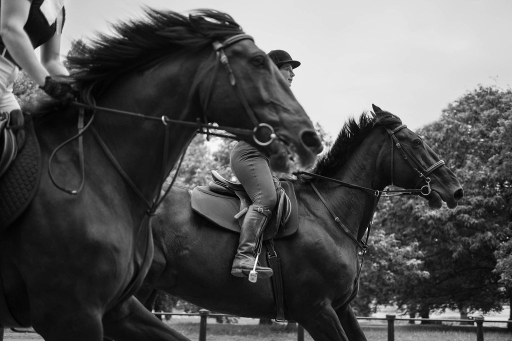 black and white photo of horses side by side