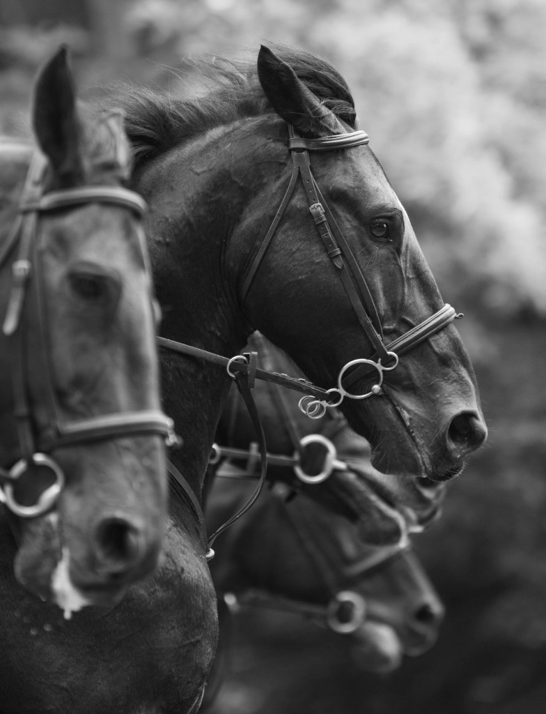 black and white photo of three horse heads