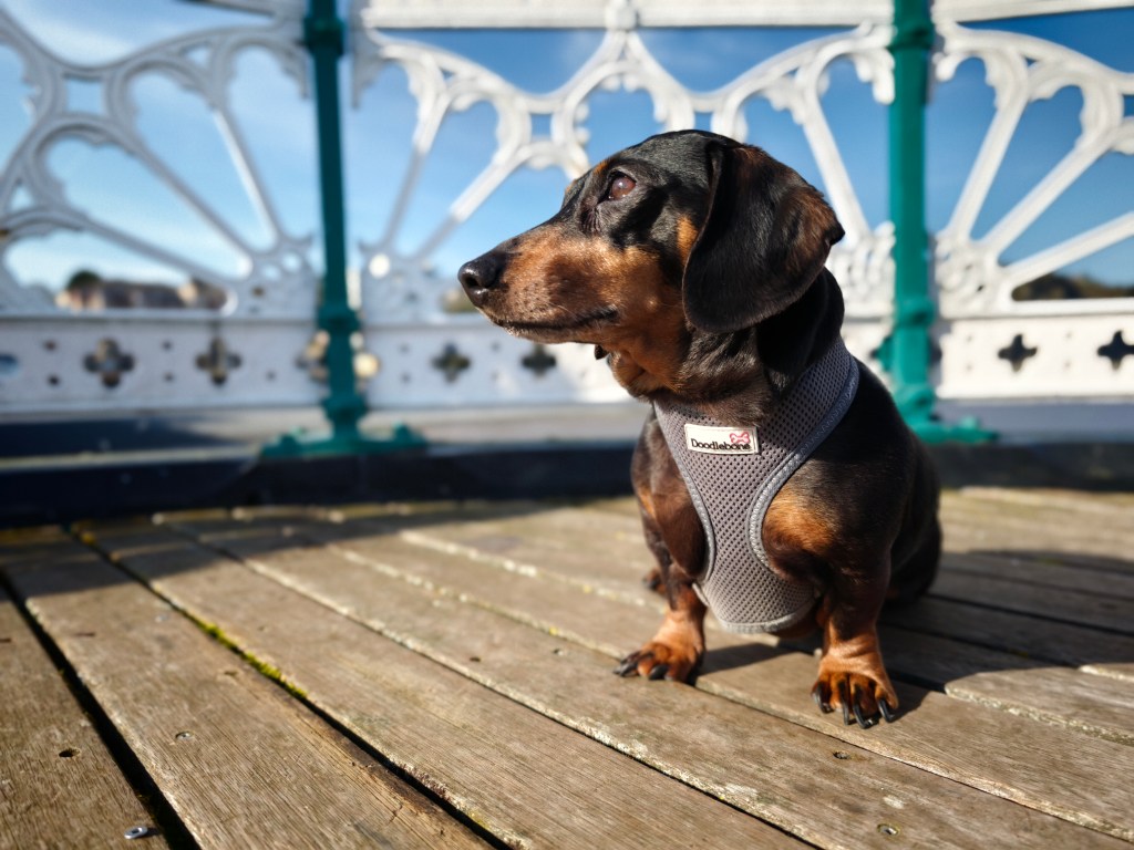 A picture of a miniature dachshund on a wooden slats