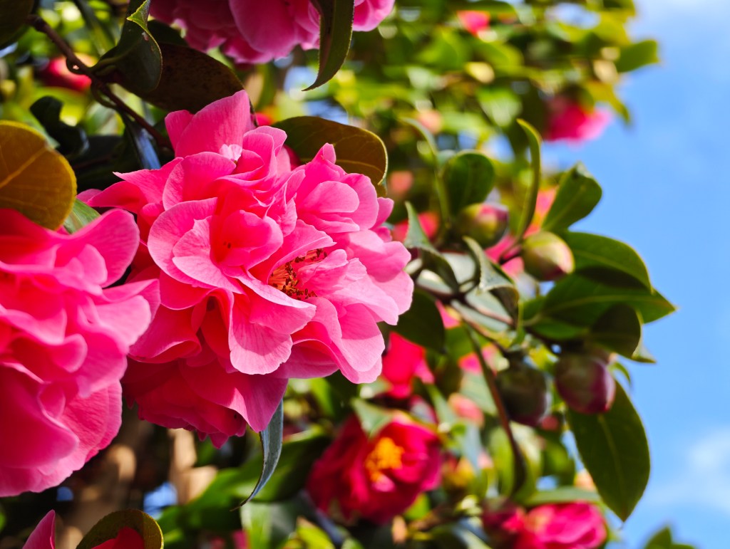 A bright pink flower