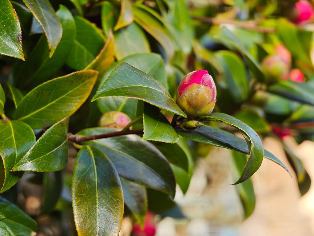 A pink flower bud