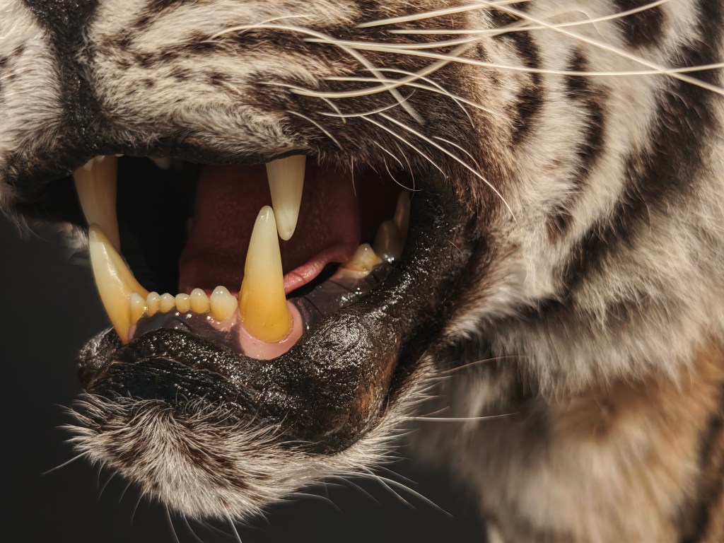 A close-up of the teeth of a stuffed tiger