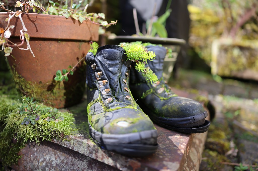 Canon EOS C50 sample image, a boot used as a plant pot
