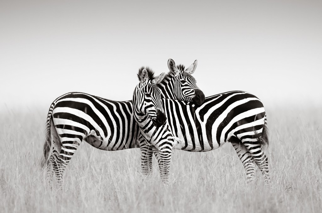 David Lloid wildlife