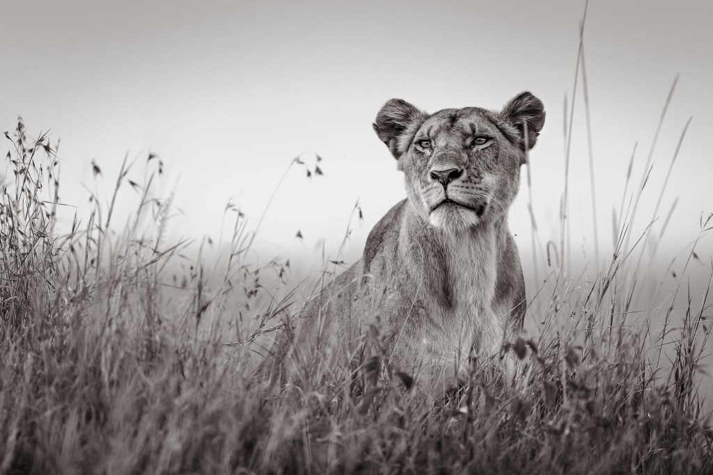 David Lloid wildlife